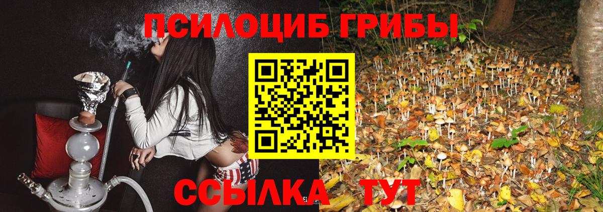 Псилоцибиновые грибы Psilocybine cubensis Тихвин